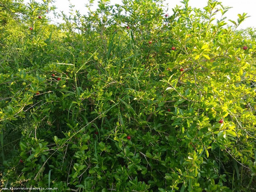 Imagem 5 de 15 de Fazenda Para Venda Em Ceará-mirim, Centro, 2 Dormitórios, 2 Banheiros, 2 Vagas - Kc 0394_2-1192672