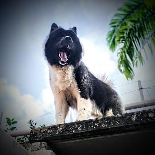 Imagen 3 de 4 de Akita Americano Para La Monta