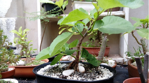 Bonsai Higuera ( 8 Años )