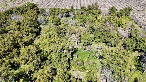 Agrícola En Venta En Vicuña