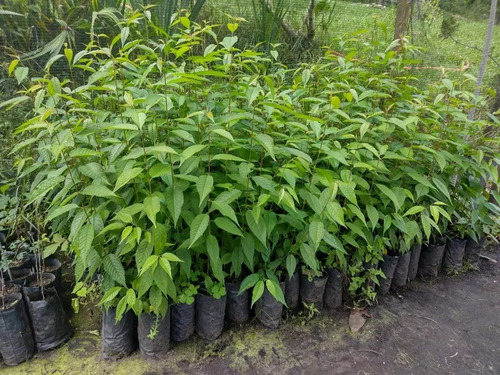 Kit Mudas - Cerejeira Sakura E Quaresmeira Roxa