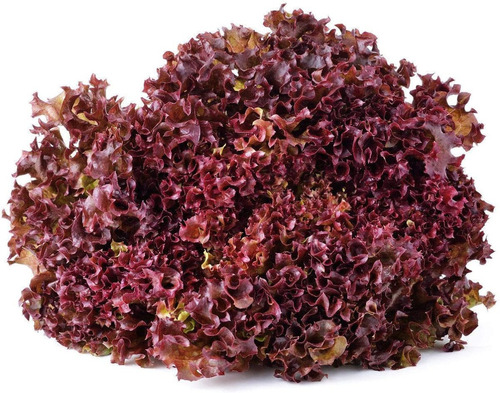 200 Semillas  Lechuga Red Salad Bowl - Ensaladas O Baby Leaf