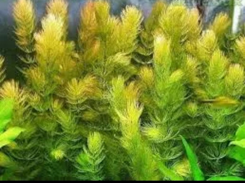4 Mudas Rabo De Raposa Planta Planta Aquário Low Tech