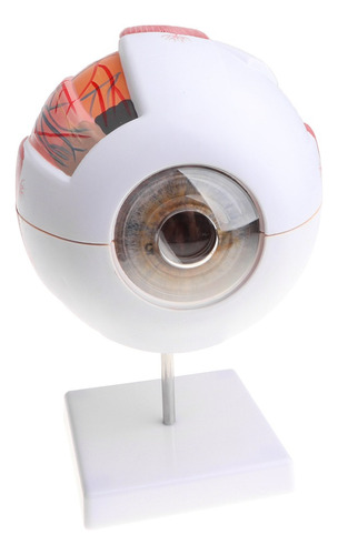 Modelo De Ojo Humano, Globo Ocular 3d Con Base, 6 Partes, 3