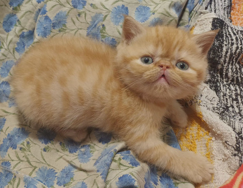 Gatos Persa: Hembra Exótica Red Naranja