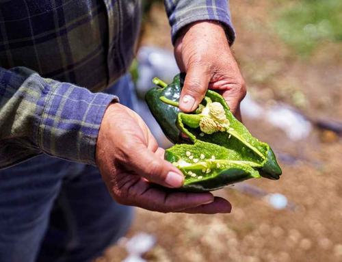 Semillas De Chile Poblano O Ancho (capsicum Annuum) 10 Gr