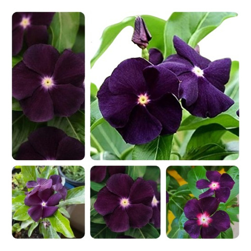 40 Sementes De Vinca Madagascar Purple Roxa