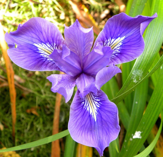 Planta Flor Iris Azul | MercadoLibre ????