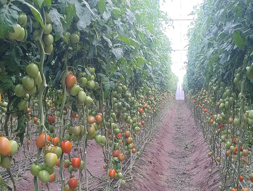 Semilla De Tomate Indeterminado Hibrido Sanson F1 Capgen