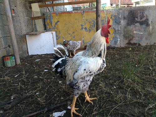 14 Ovos Galados Da Raça Gsb (galinha Sertaneja Balão)