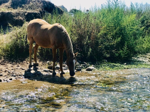 Se Vende Campo Mixto 161 Ha En Los Molinos (córdoba), A Tranquera Cerrada.