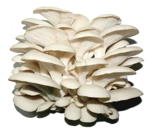 Micelio Hongo Seta Blanco 5kg Semilla Pleurotus Ostreatus 