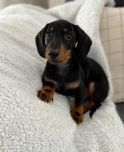 Cachorros Teckel Salchicha Disponibles Hembras Garantizada