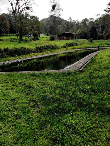 Imagem 5 de 14 de Sítio 13 Alqueires ( 314,600 M² ) A 7 Km Da Rodovia