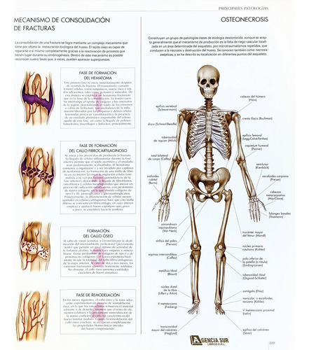 Esqueleto, Atlas De Anatomía, Fisiología Y Patologías