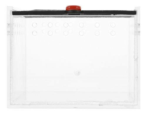 Incubadoras De Reptiles Con Visión Transparente, Lagartijas