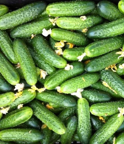 Seeds4planting - Semillas De Pepino A La Ede Un Veci.
