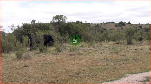 Imagen 6 de 13 de Venta De Campo Zona De Aigua, 121 Hectareas, Con Buen Acceso, Aguadas.