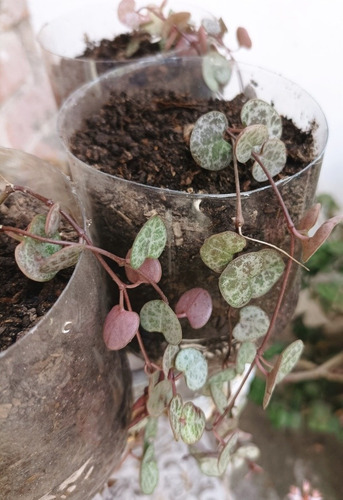 Imagen 6 de 6 de Planta Ceropegia, Corazón De Maria De Jesus, Organica Grande