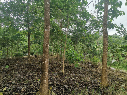 Imagen 2 de 8 de Oportunidad Terreno De 6100 M2 A 5 Minutos De El Carmen
