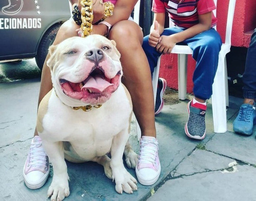 Imagem 5 de 5 de Lindos Filhote De America Bully