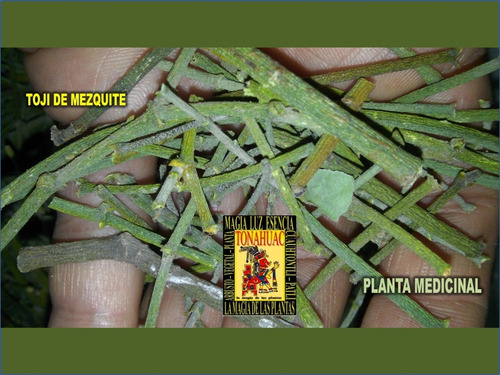 Te Toji De Mezquite 250gr Planta Organica Seca