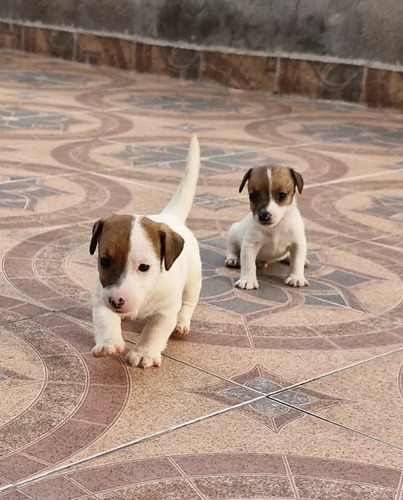 Cachorros  Jack Russell