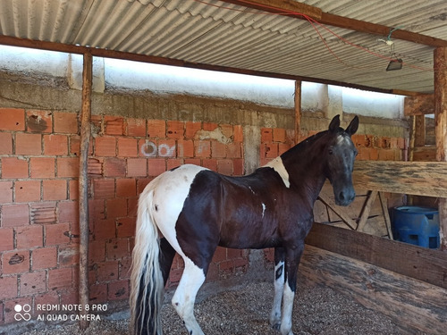 Imagem 2 de 4 de Egua Cavalo