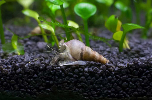 Caracol Trompeta. Melanoides Tuberculata. X 100 Unidades