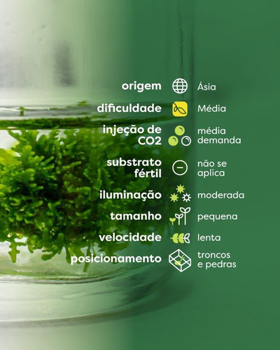 Musgo Riccardia Chamedryfolia (in Vitro)