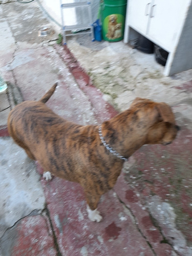 Imagen 1 de 3 de Doy Perrita Simarron