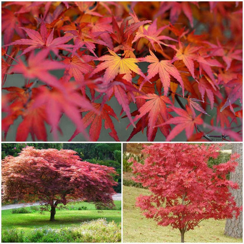01 Muda De Acer Palmatum