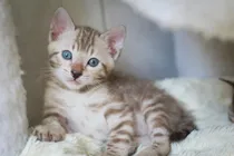 Comprar Gatito Bengal Bengali Snow Seal Mink ** Unico En Argentina