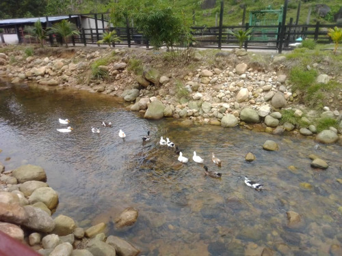 Imagen 20 de 23 de Cf. Se Vende Finca En La Fría, Cerca De La Termoeléctrica
