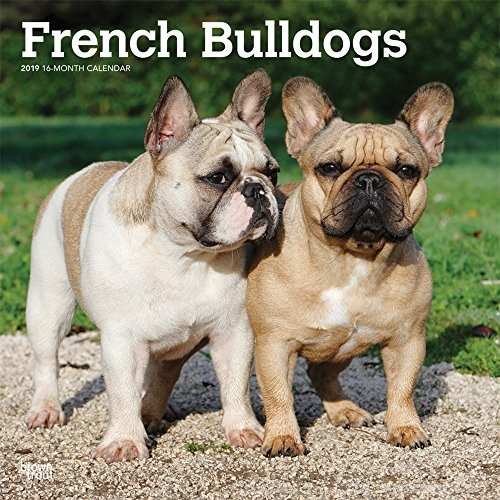 French Bulldogs 2019 12 X 12 Inch Monthly Square Wall Calend
