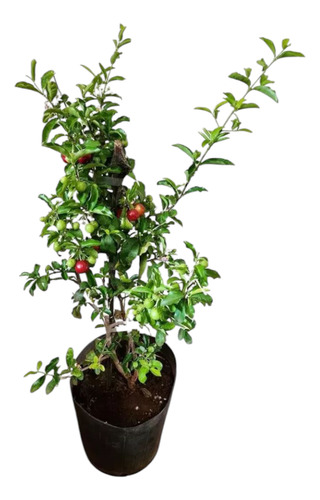 2 Muda De Acerola Okinawa Enxertada E Manoa Doce Grande Verde
