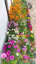 Comprar Plantas Jardín Flores Combo De Fertilizante Para Tu Jardín.