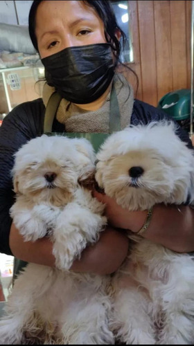 Cachorros Shitzu