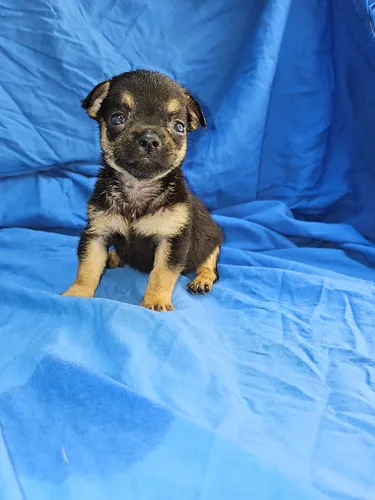 comprar Chihuahua Macho Pedigree