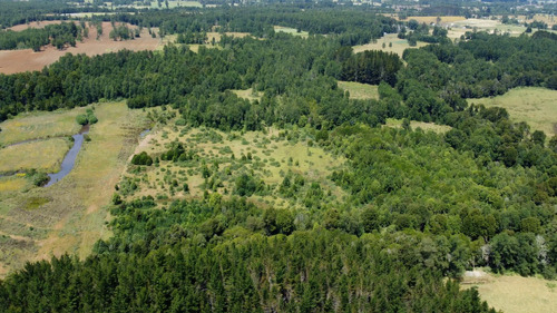 Campo En Venta En Cañitas, Los Muermos, Región De Los Lagos