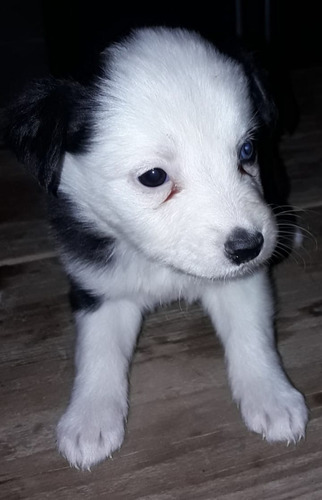 Border Collie Cachorros!!! Entrega Sin Cargo.