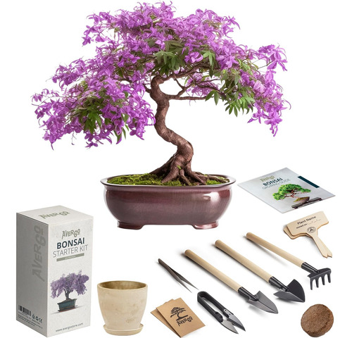 Kit De Inicio De Bonsái Con Semillas - 1 Árbol Bonsái | Kit