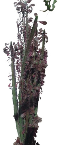 Euphorbia Trigona