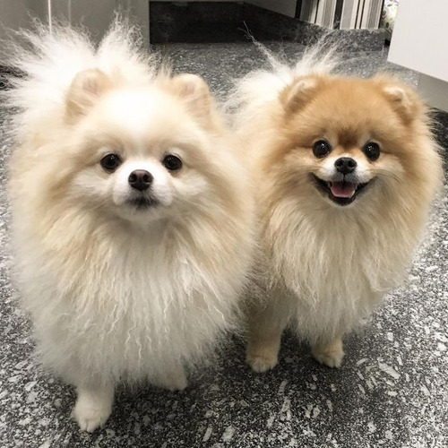 Pomerania 6 Beige