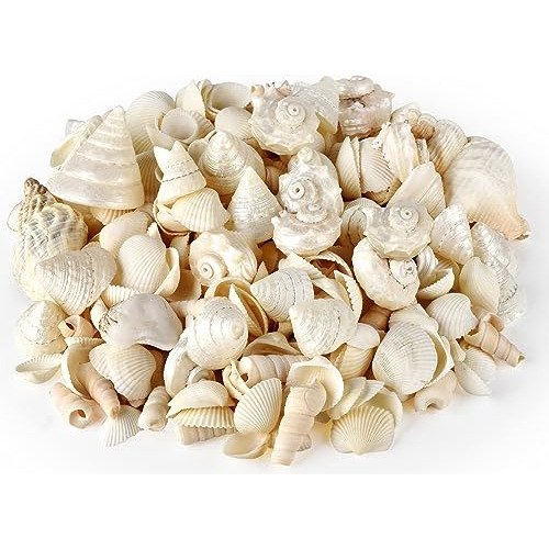 Conchas Marinas, Conchas De Playa Mezcladas De 1.5 2.5 ...