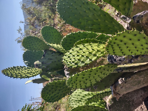 4 Hojas De Nopal Listo Para Transplante