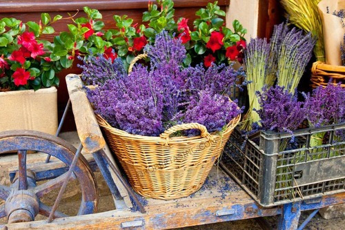 Alfazema Lavanda Francesa Sementes Importadas Flor Pra Mudas