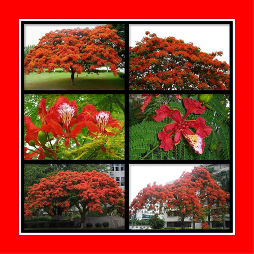 Sementes De Flamboyant Vermelho Delonix Regia Bonsai Árvore