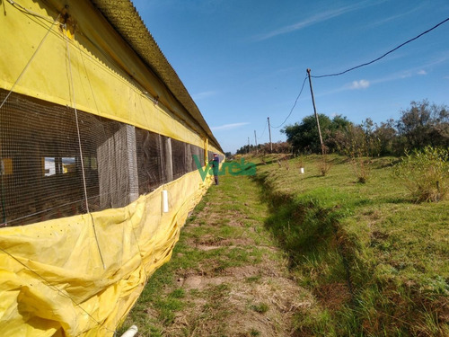 Imagen 12 de 13 de Venta Granja Avícola De 5,6 Has Sobre Ruta 11 - Canelones Estacion Pedrera