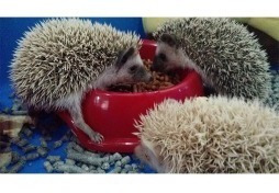 Atelerix Comida Y Alimento Para Erizos De Tierra Potes De 1k